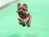 ペット コレクション 王国 飛行 犬