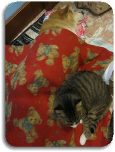 みなしご救援隊・手術 : あさみ写真館