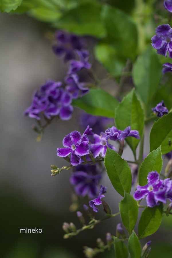 デュランタ2 峰子の花曜日