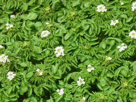 クレソンの花 Minglewood Garden