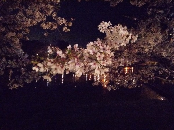 夜桜 朝倉市甘木公園 子猫のつぶやき