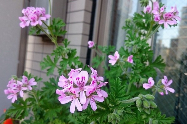 レモンローズゼラニウム 狭くても楽しくガーデニング アクアリウム