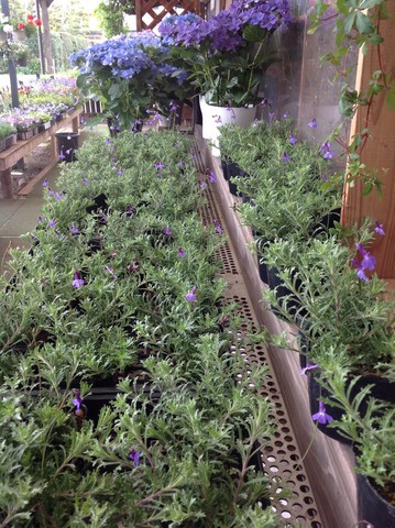 ロベリアプリンセスブルー ミニガーデンshigaのブログ