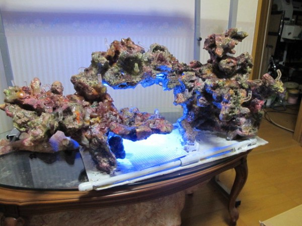 ライブロック デスロック レイアウト ミドリイシ