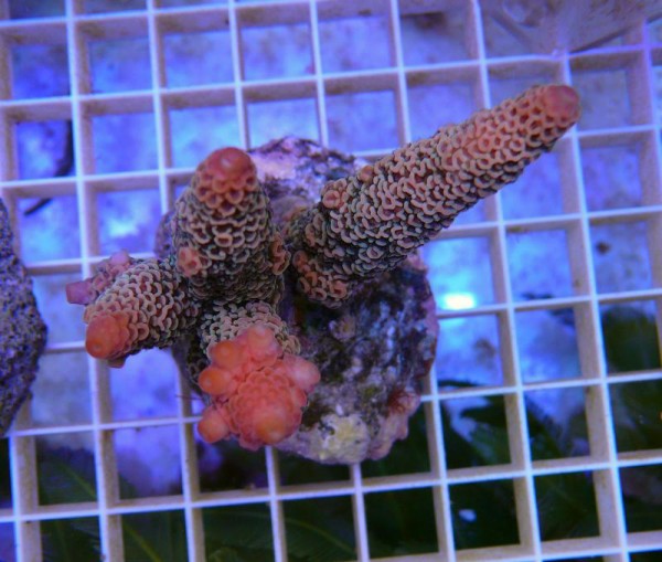 【オーストラリア産】ミドリイシ“エチナタ”【フルブルー】 海外へ流れた美しいバリ・ブリードを紹介 : べっぴん珊瑚