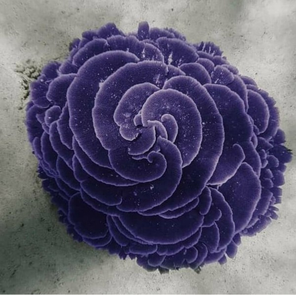 ゼオライトリアクター : べっぴん珊瑚