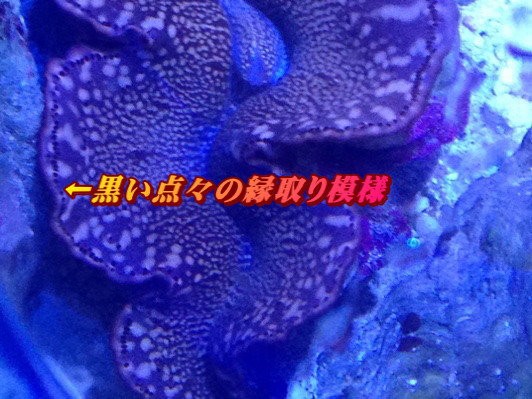 新種のシャコが来た！！その名もトガリシラナミ : べっぴん珊瑚