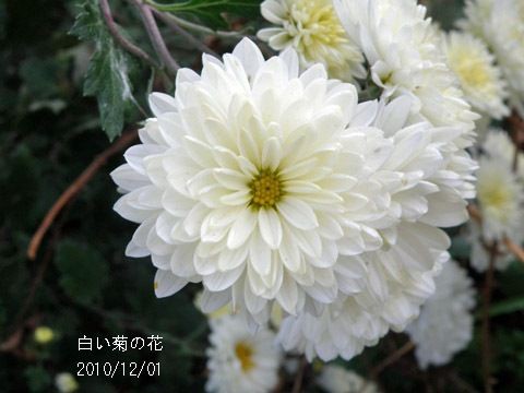白い菊の花 わたしの歳時記