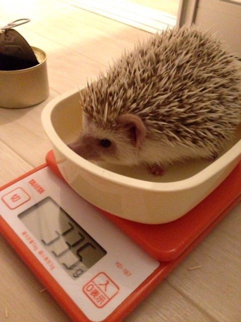 生後４ヶ月体重測定 ハリネズミのおもち
