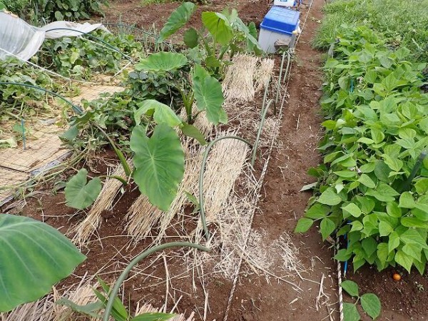 里芋の手入れ 果樹と野菜の栽培時々釣り 横須賀 新 里芋の手入れ 果樹と野菜の栽培時々釣り 横須賀 新