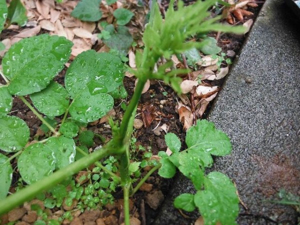 野良タラノ木の移植 果樹と野菜の栽培時々釣り 横須賀 新