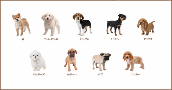 ネコゲームの決定版 3dsの Nintendogs Cats はスゴそうだ 物欲ソムリエ