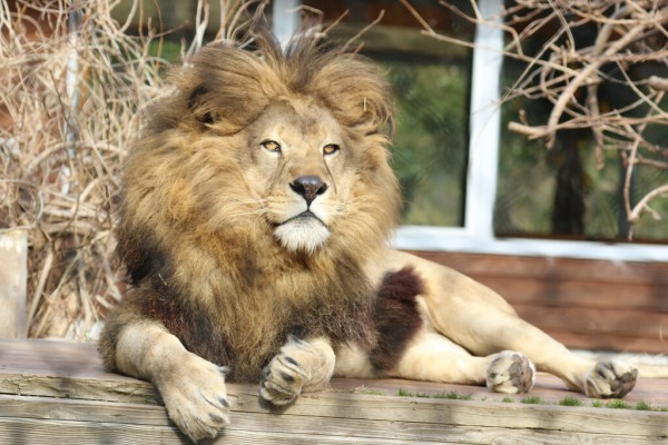 のほほんライオン レオ : ライオンと旅