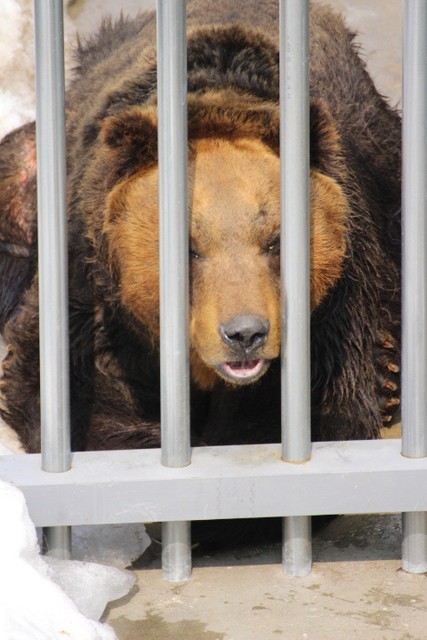 ヒグマおじいちゃんズ ライオンと旅