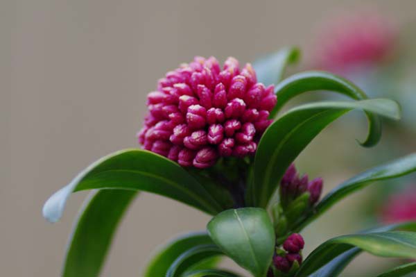 アオキの赤い実と沈丁花の蕾 山森 浪漫