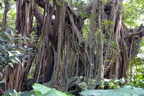 生きるためのしたたかさを感じる亜熱帯の森 : ［山森☆浪漫］