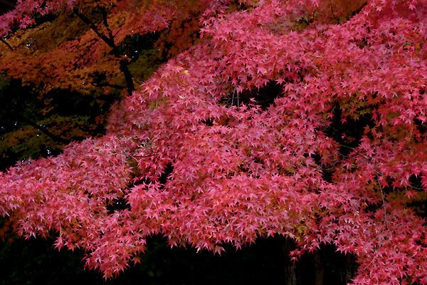 天覧山 多峯主山ハイクと能仁寺の紅葉 山森 浪漫