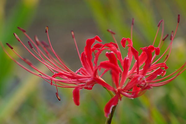 咲き始めた紅白の彼岸花 山森 浪漫 咲き始めた紅白の彼岸花 山森 浪漫