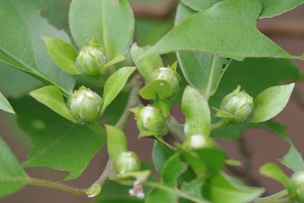 元のヒメシャラ 画像 最高の花の画像