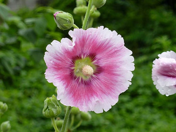 散歩道に花を咲かせているタチアオイ 山森 浪漫