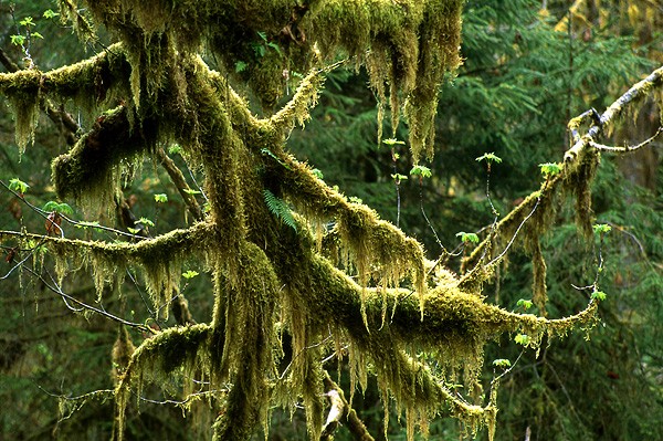 苔の殿堂 オリンピック国立公園 山森 浪漫