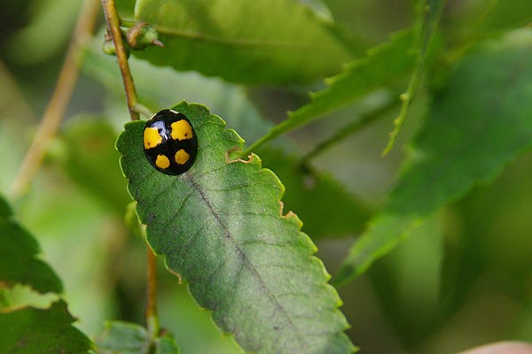 ケヤキの木で見つけた３タイプのナミテントウ 山森 浪漫