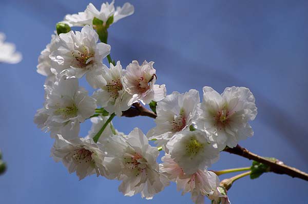 咲く桜 散る桜 山森 浪漫