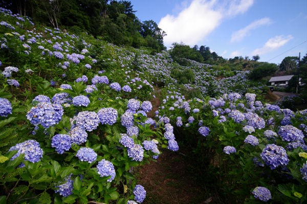 清澄寺からアジサイ天国 麻綿原高原へ 山森 浪漫