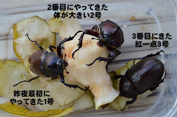 カブトムシの熱い夜 山森 浪漫