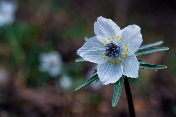 セツブンソウの花は白 黄色 山森 浪漫