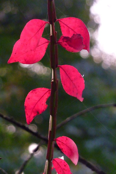 ピンクがかった紅葉がきれいなニシキギ 山森 浪漫