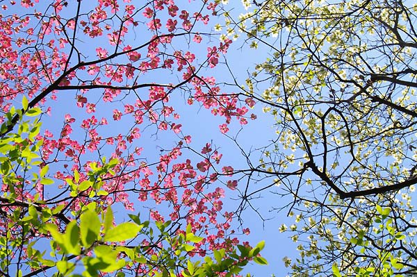 紅白の花水木とメタセコイアの芽吹き 山森 浪漫
