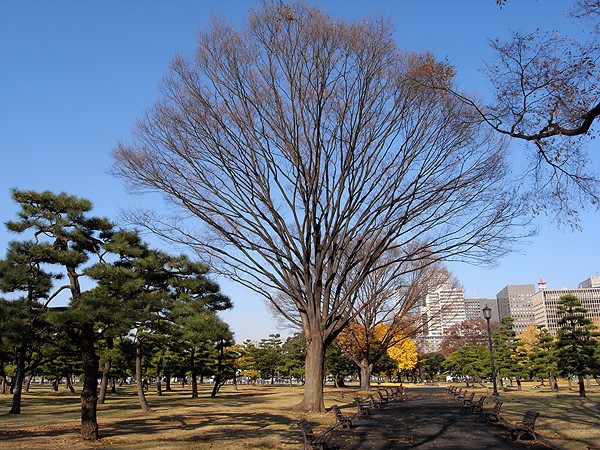 冬枯れの美しいケヤキを見て 一本の樹プロジェクト を回想 山森 浪漫