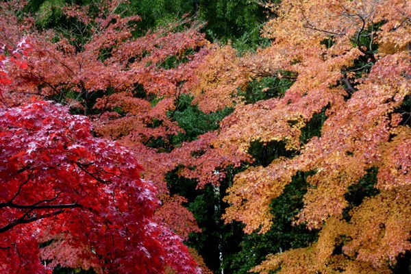 天覧山 多峯主山ハイクと能仁寺の紅葉 山森 浪漫