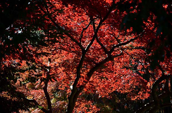 天覧山の紅葉と初霜 山森 浪漫