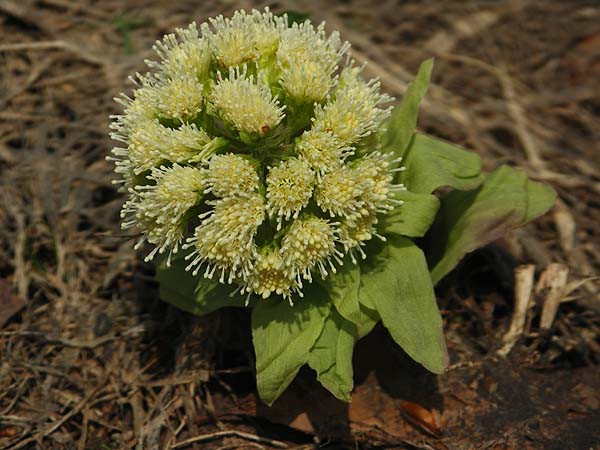 すでに花が咲いているフキノトウ 山森 浪漫