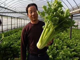 現在セロリの収穫は 終盤です 家庭菜園で 有機栽培を家族みんなで