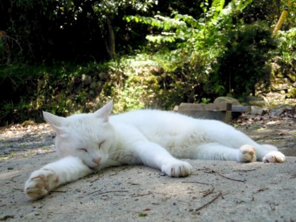 猫は表情筋がとっても少ない レビュー 黄金色のオタク生活