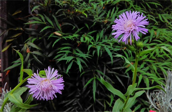 ２種のエリゲロン Miraiの庭 つれづれに