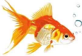 金魚以下だって なんと人間の集中力 ハナの未来よひらけ
