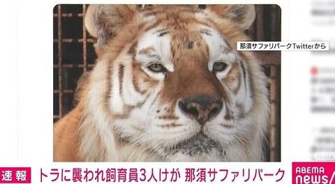 画像 那須サファリパークで女性飼育員の右手首を食いちぎった犯人のご尊顔が開示される ミラクルミルク