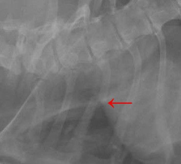 スキンシップと肋骨骨折 風の動物病院のブログ