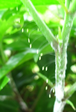 優曇華の花 みれの南国雑草バトル エクササイズ