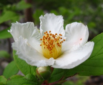 シャラの花が咲いた みれの南国雑草バトル エクササイズ