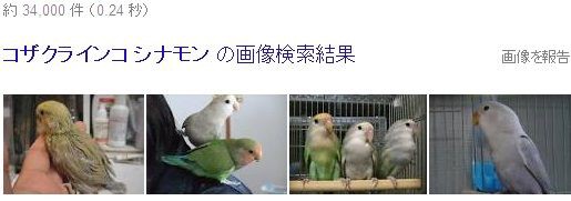 インコ コザクラインコの人気の色 種類をランキング いんこいんこぴよさんず 鳥さん情報ブログ