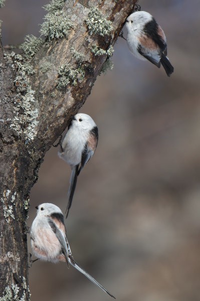 シマエナガの左翼 シマエナガが3羽 Long-tailed Tit : jobi,jobi!