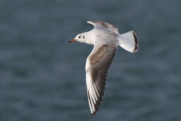 ユリカモメ第一回冬羽暗色型の飛翔 Black-headed Gull : jobi,jobi!