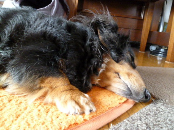 カメラ嫌いのナナ 15 5 水 みさおばさんの有閑日記