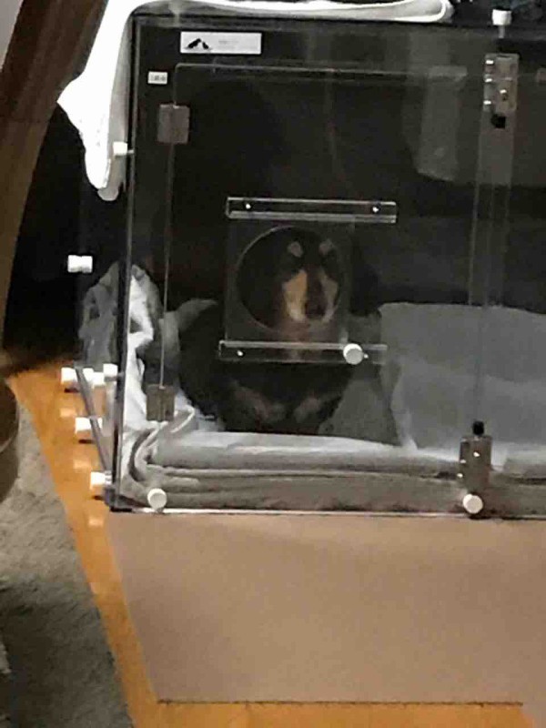 ナナ２回目の肺水腫 19 6 1土 みさおばさんの有閑日記