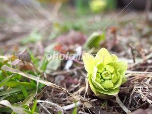 ふきのとう 無料素材 みさとぷりんと イラスト 背景素材